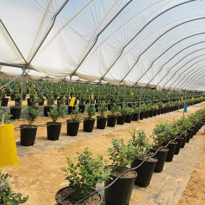 Blueberry PE Film Poly Tunnel Greenhouse Anti Ultraviolet